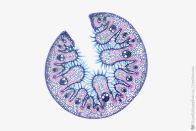 Adaptation à la vie xérophytique - Feuille d'Oyat CT x10